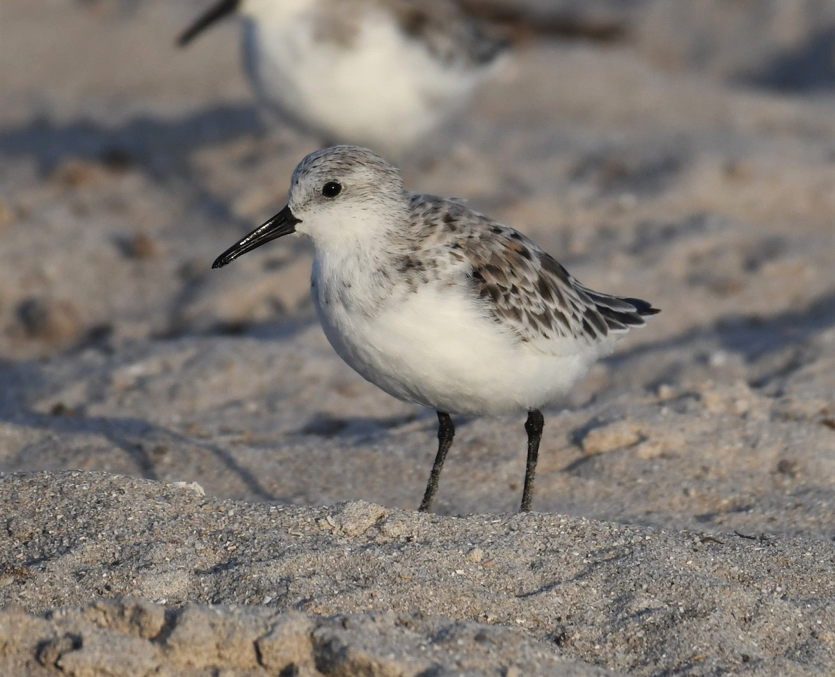 Sanderling - ML642003901