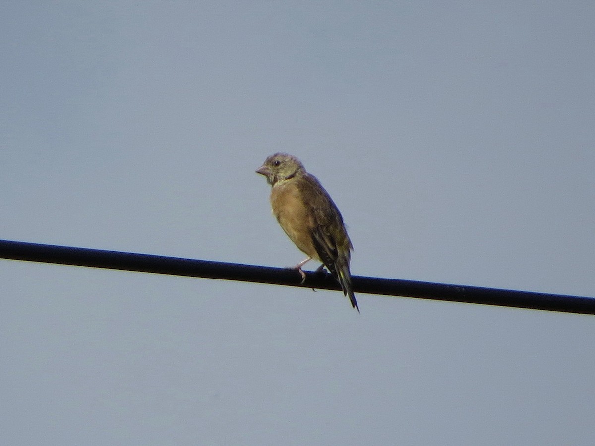 Oriental Greenfinch - ML642003902
