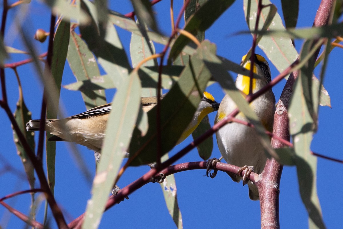 Striated Pardalote - ML642003909