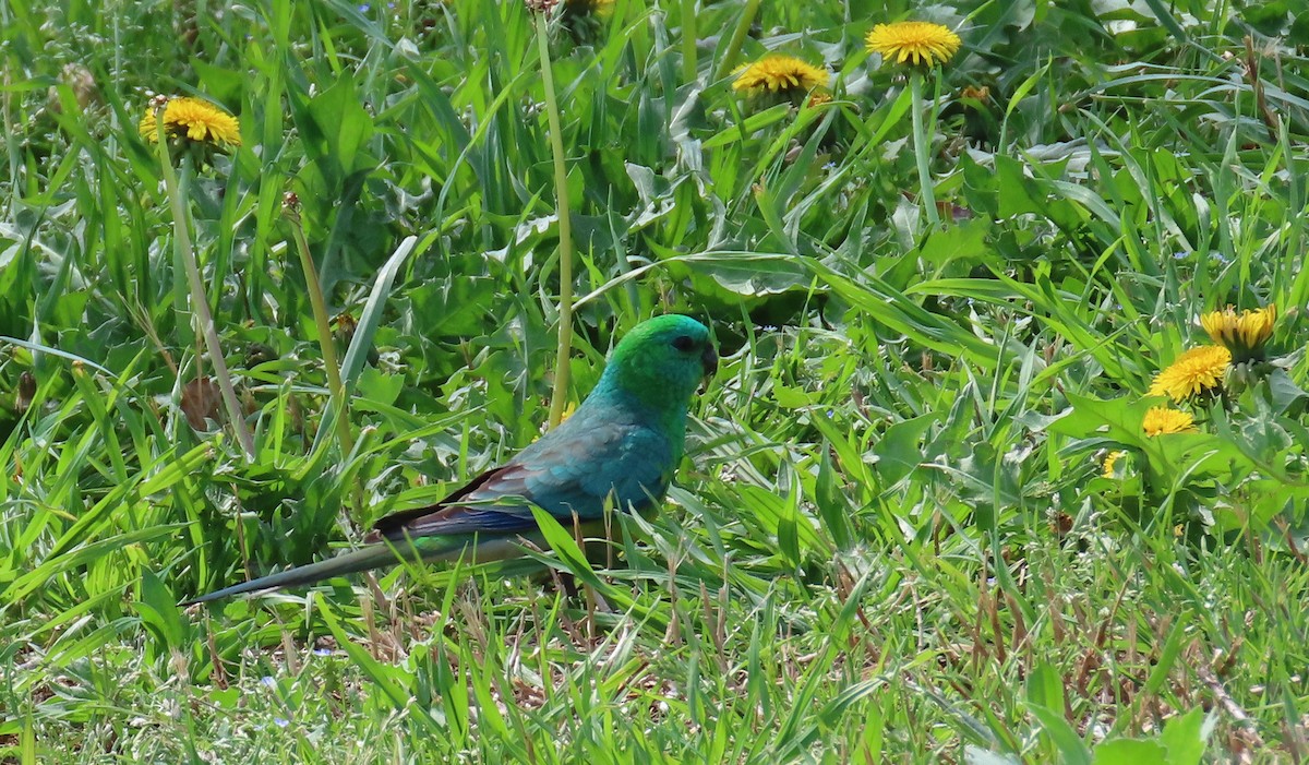Red-rumped Parrot - ML642003912