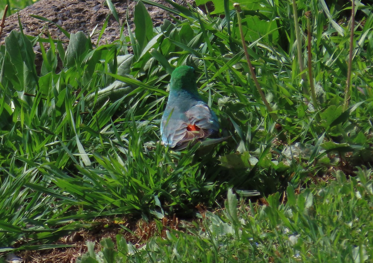 Red-rumped Parrot - ML642003913