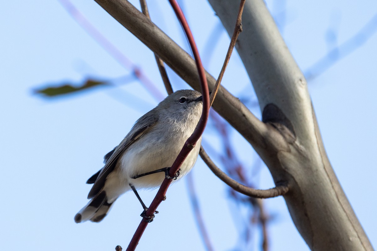 Western Gerygone - ML642003916