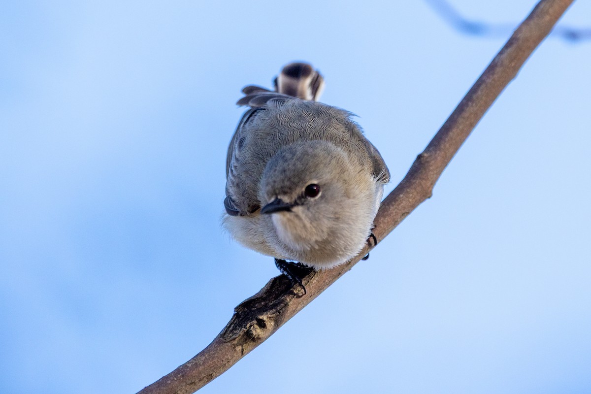 Western Gerygone - ML642003918