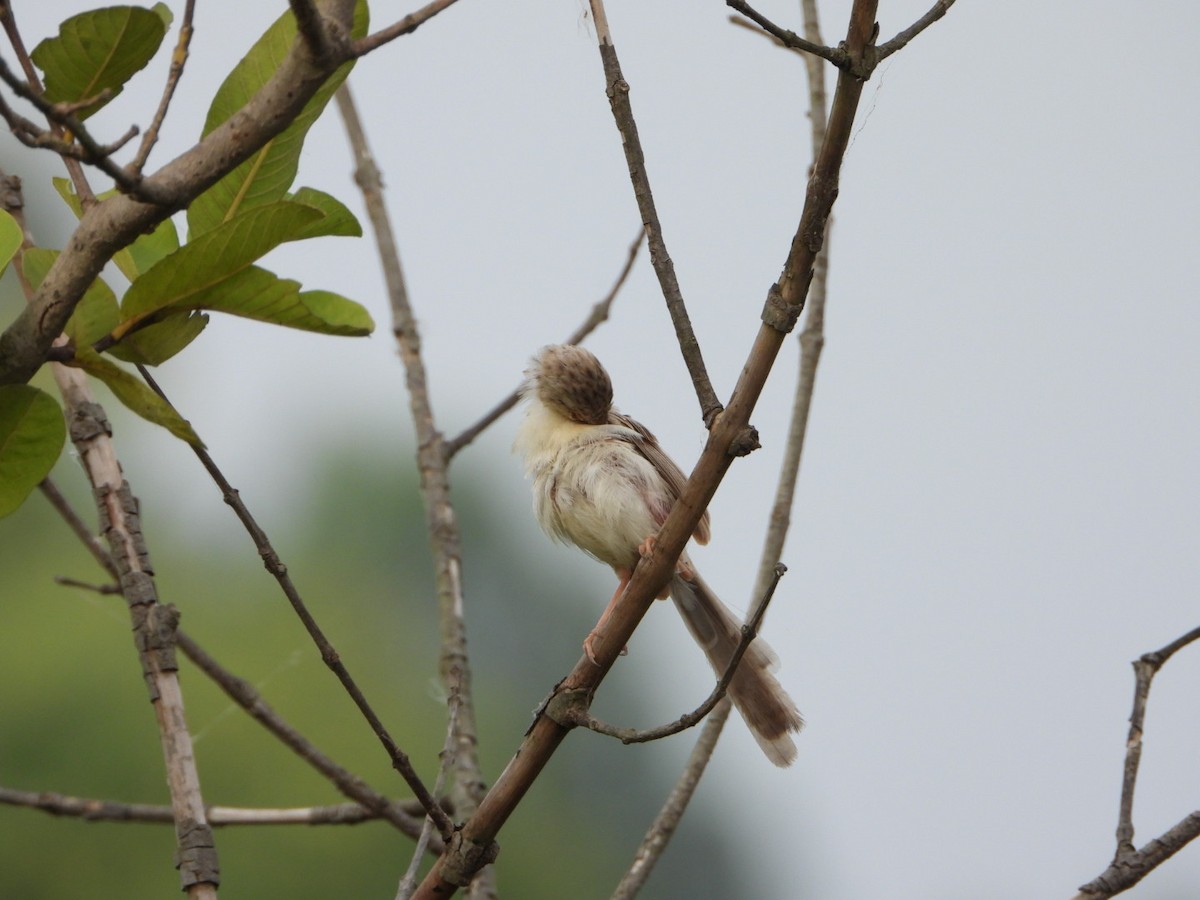 Delicate Prinia - ML642003920