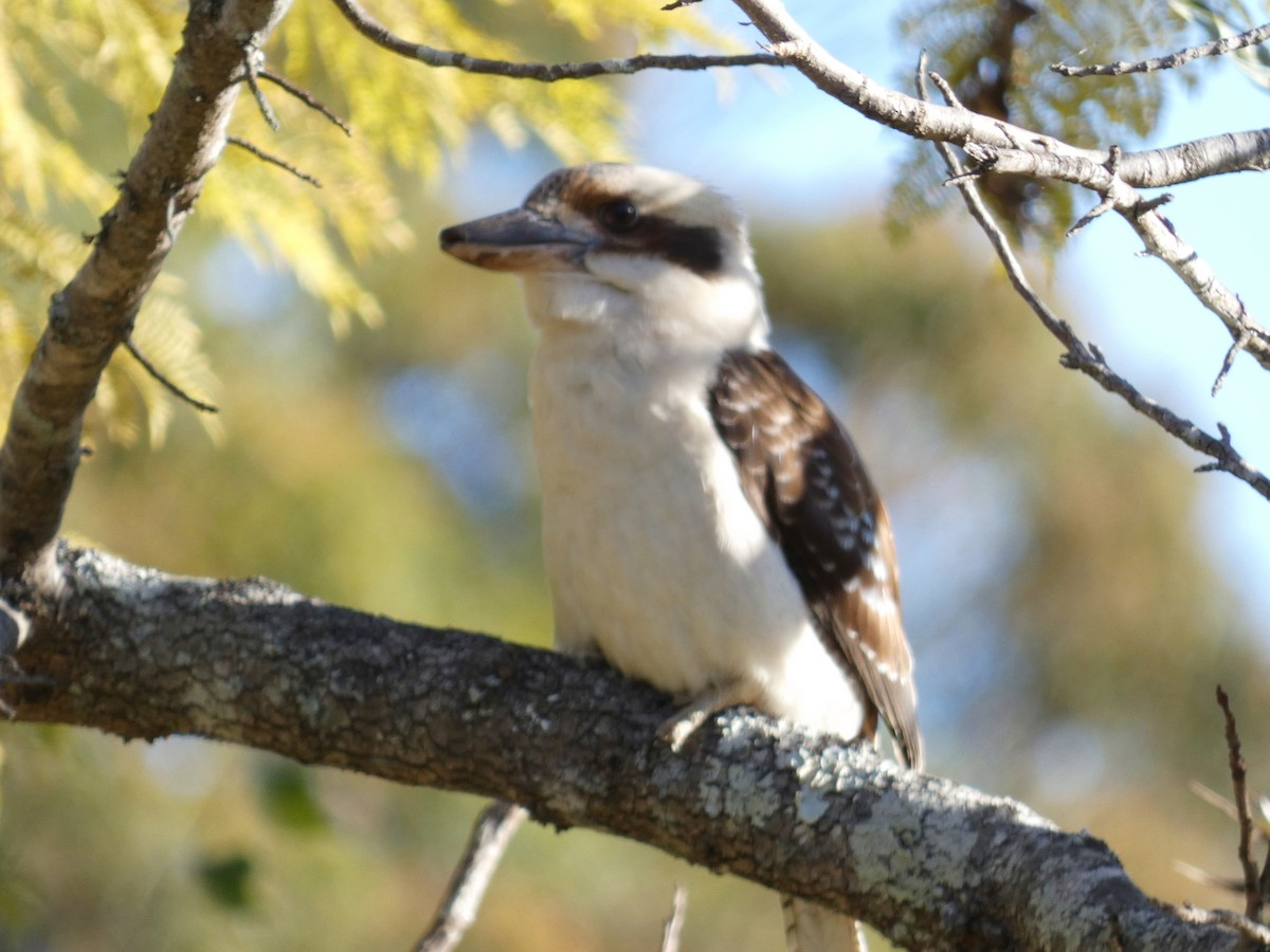 Laughing Kookaburra - ML642003936