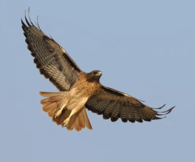 Red-tailed Hawk - ML642003937