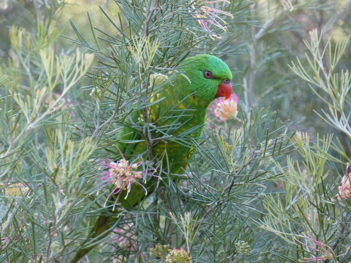 Scaly-breasted Lorikeet - ML642003949