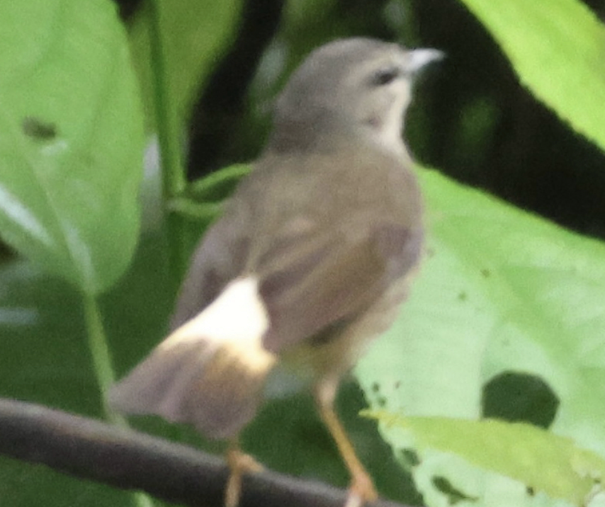 Buff-rumped Warbler - ML642003951