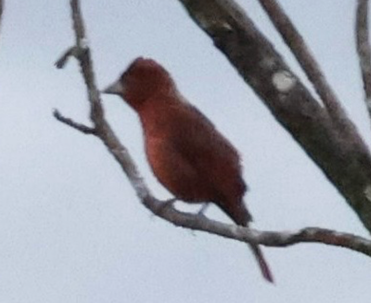 Hepatic Tanager - ML642003955