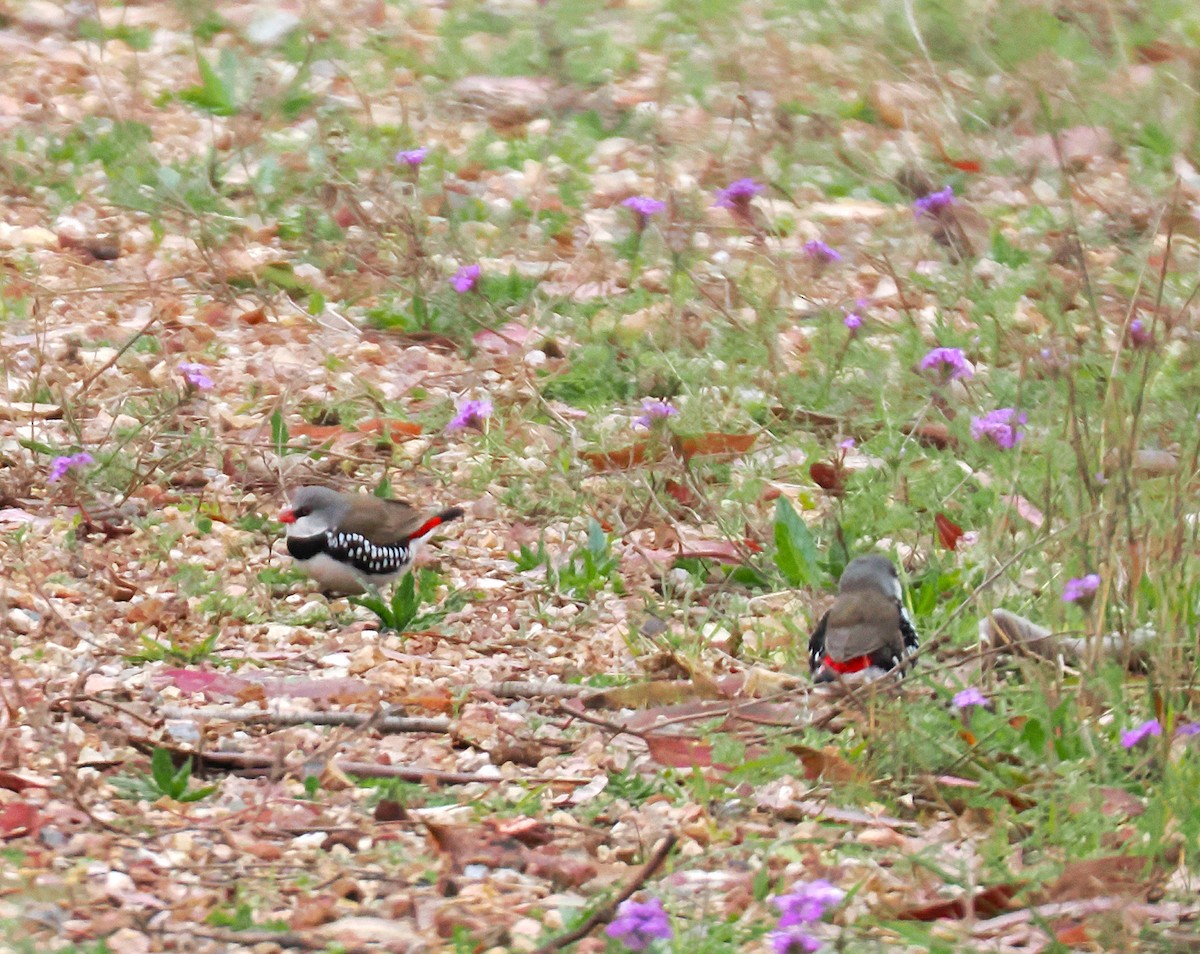 Diamond Firetail - ML642003959