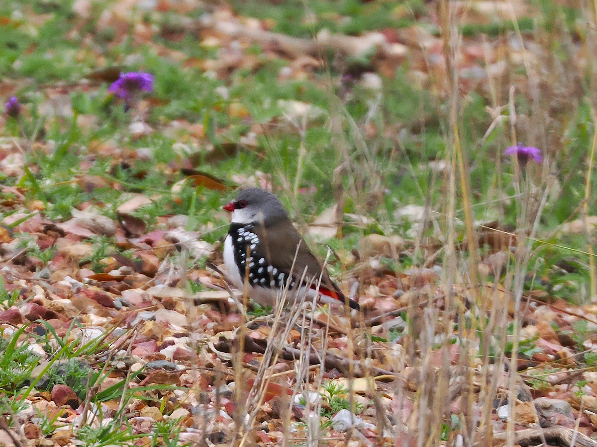 Diamond Firetail - ML642003960