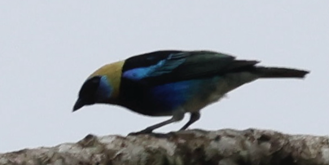 Golden-hooded Tanager - ML642003970