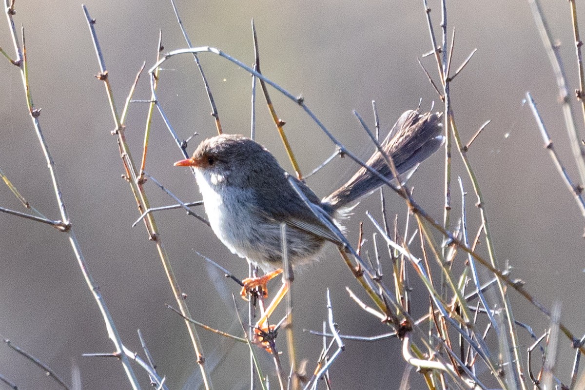 Superb Fairywren - ML642003974