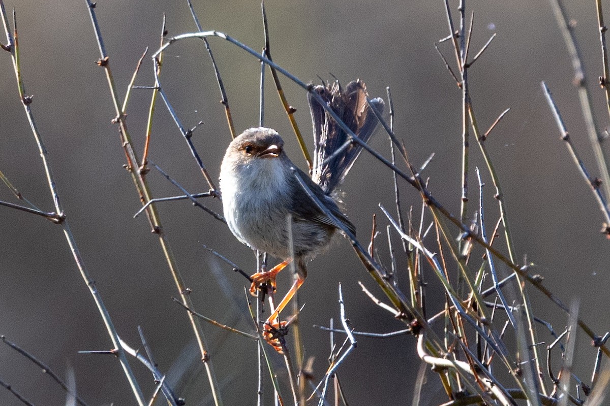 Superb Fairywren - ML642003975