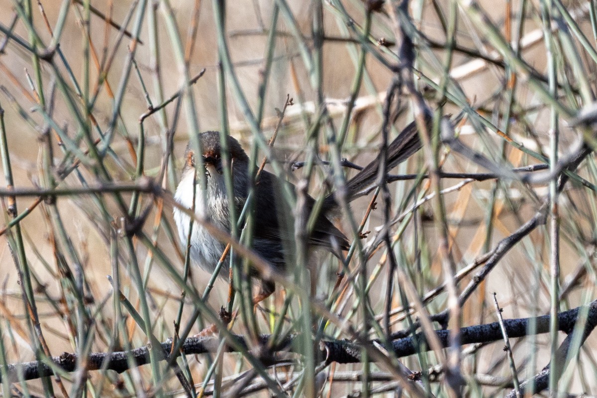 Superb Fairywren - ML642003976