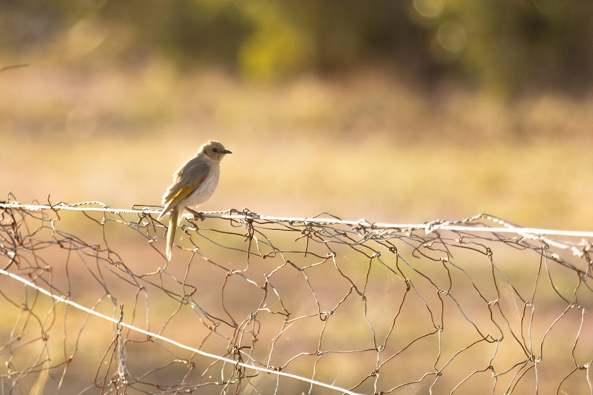 Fuscous Honeyeater - ML642003979