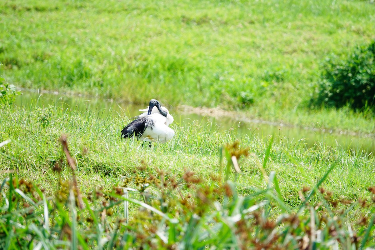 ibis posvátný - ML642003985