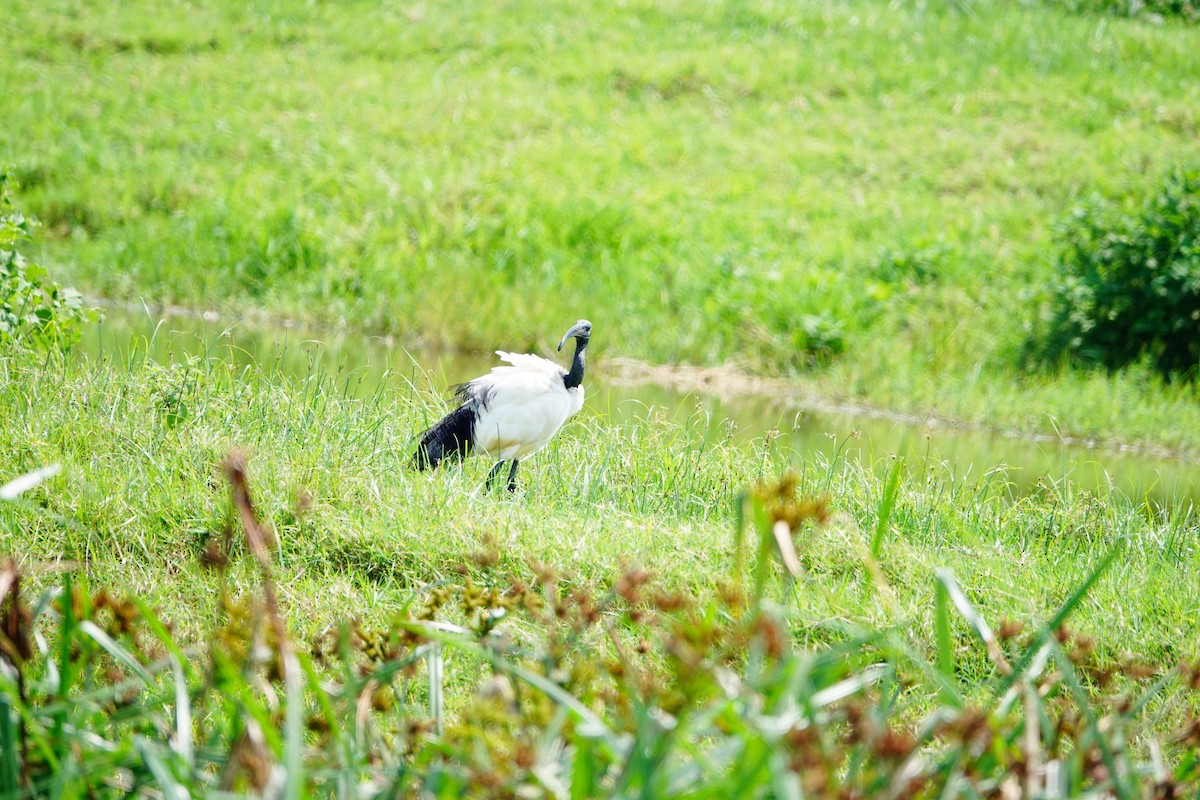 ibis posvátný - ML642003986