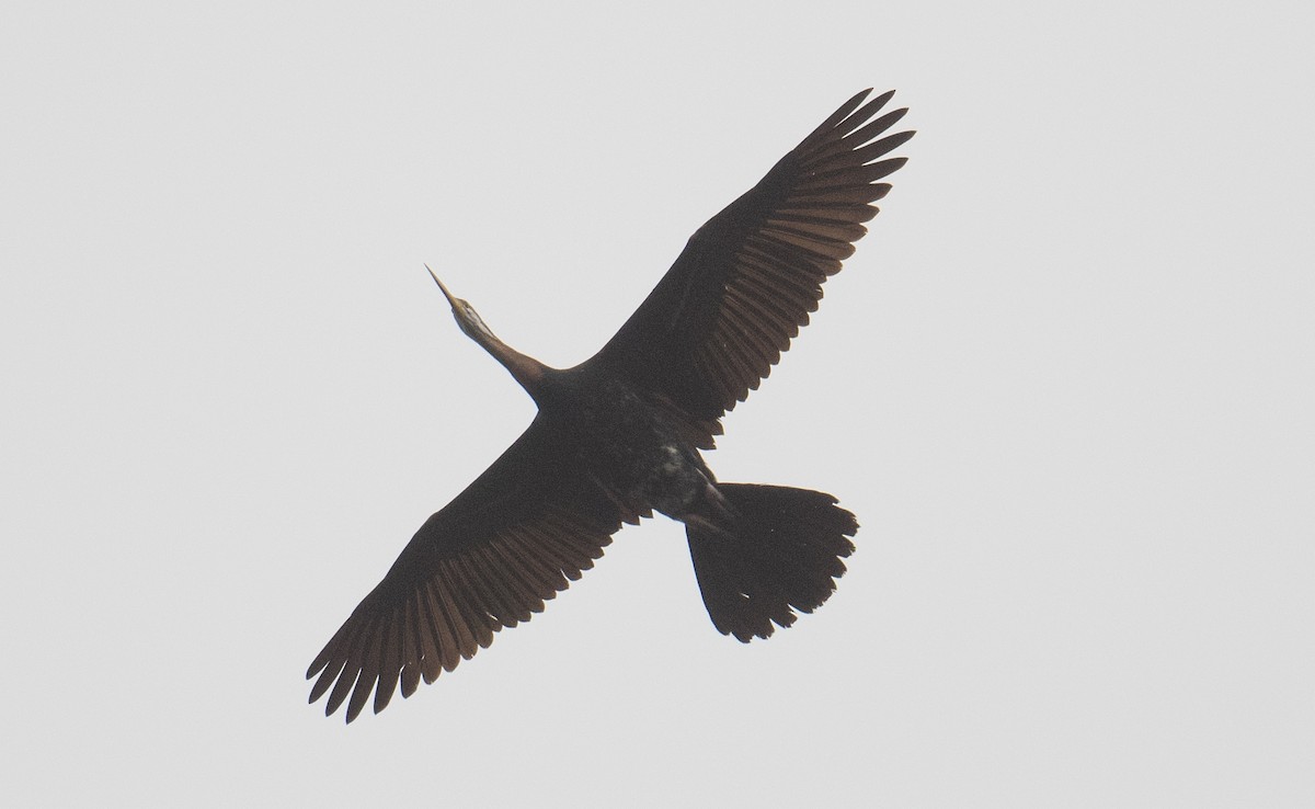 anhinga australská - ML642004001
