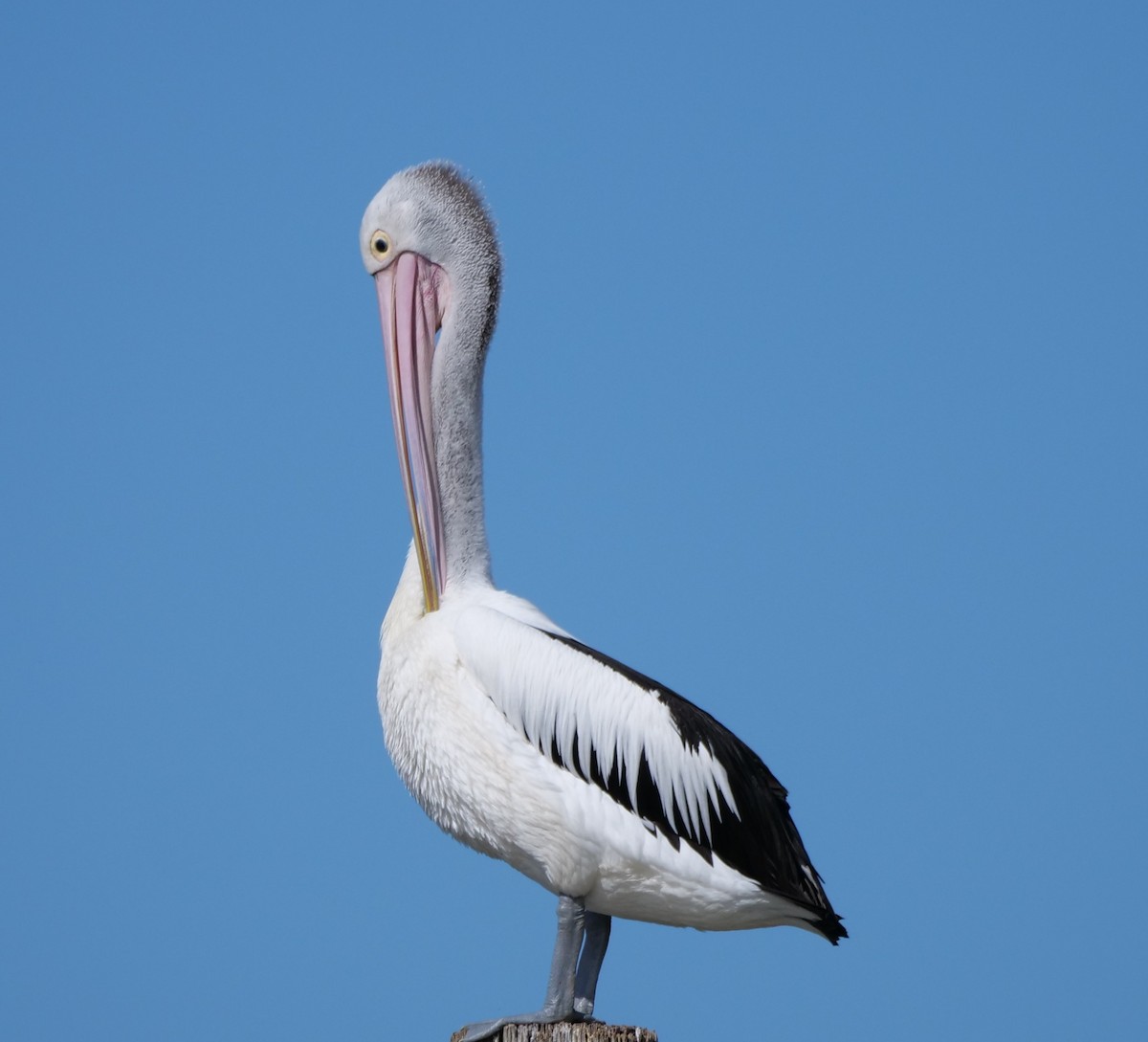 pelikán australský - ML642004003