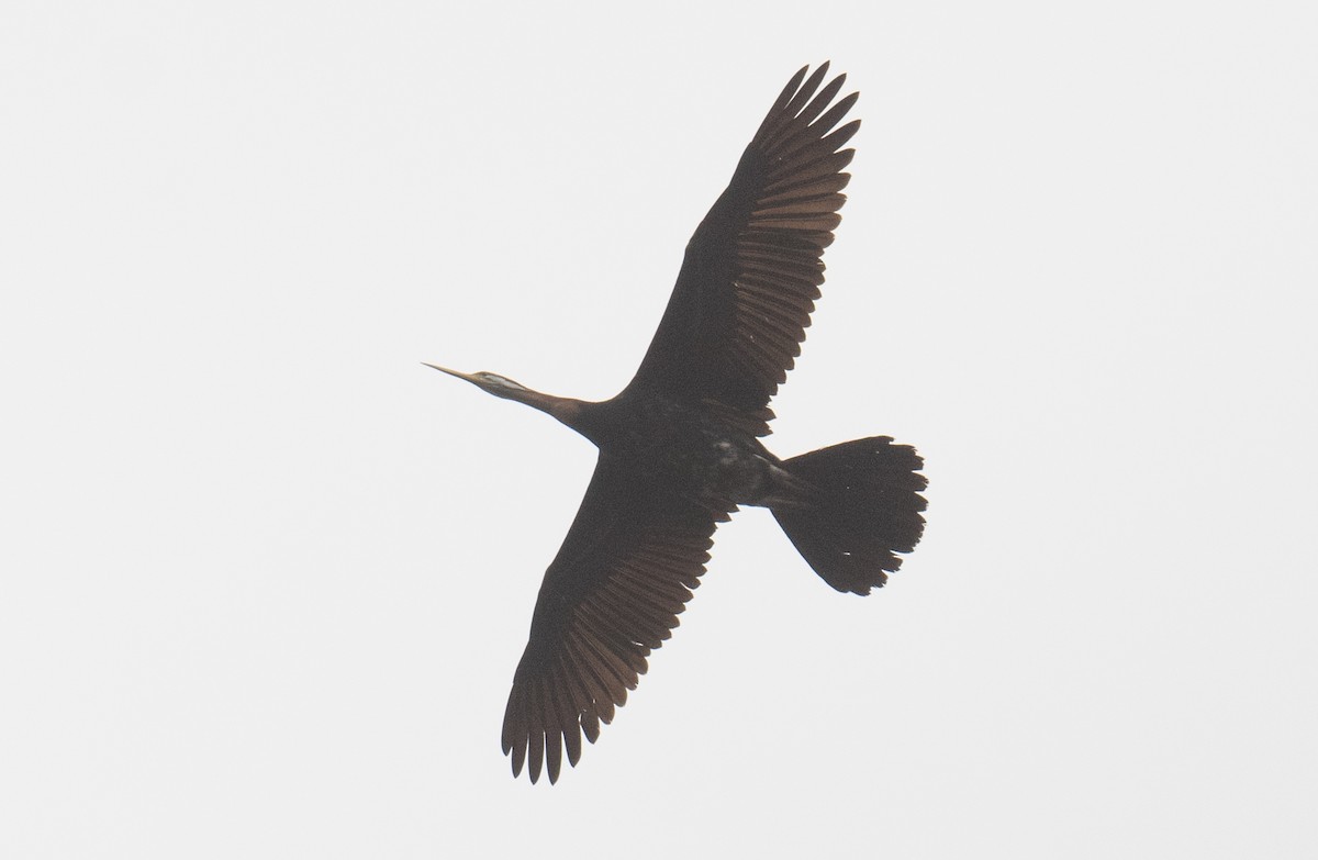 anhinga australská - ML642004006
