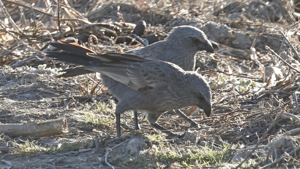 Apostlebird - ML642004007