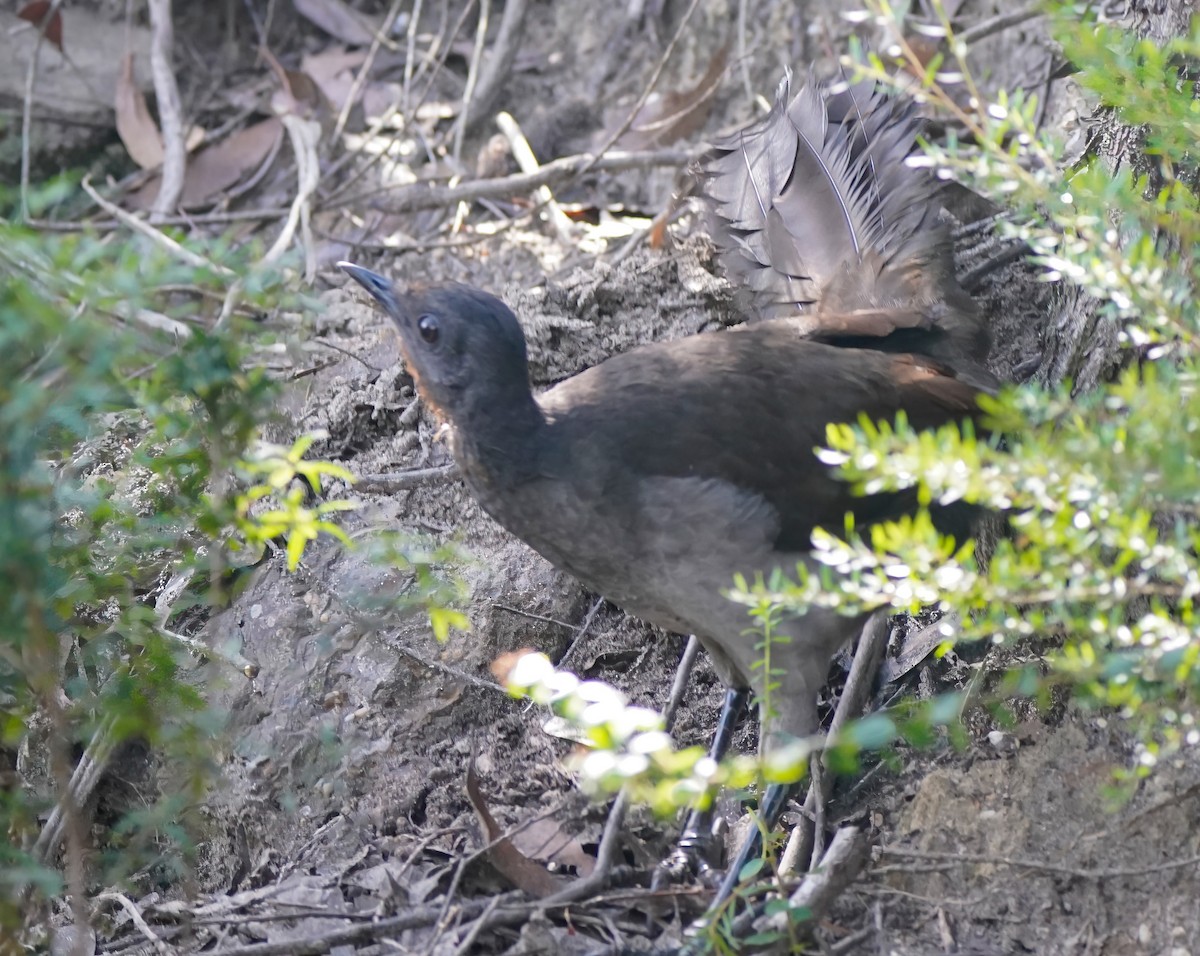 Superb Lyrebird - ML642004008
