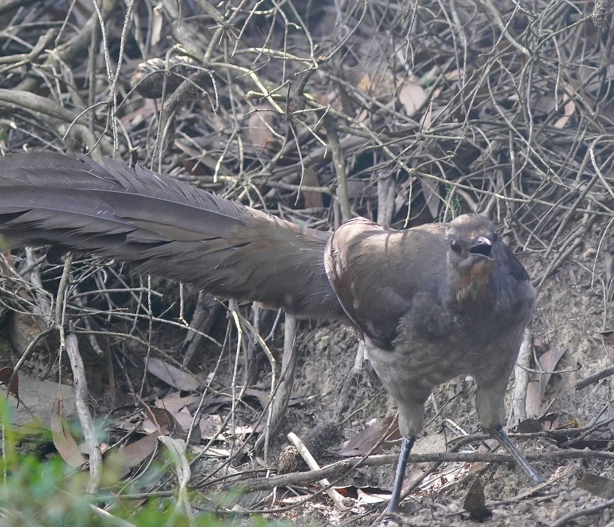 Superb Lyrebird - ML642004009