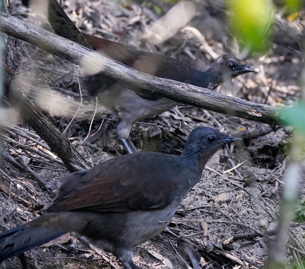 Superb Lyrebird - ML642004010