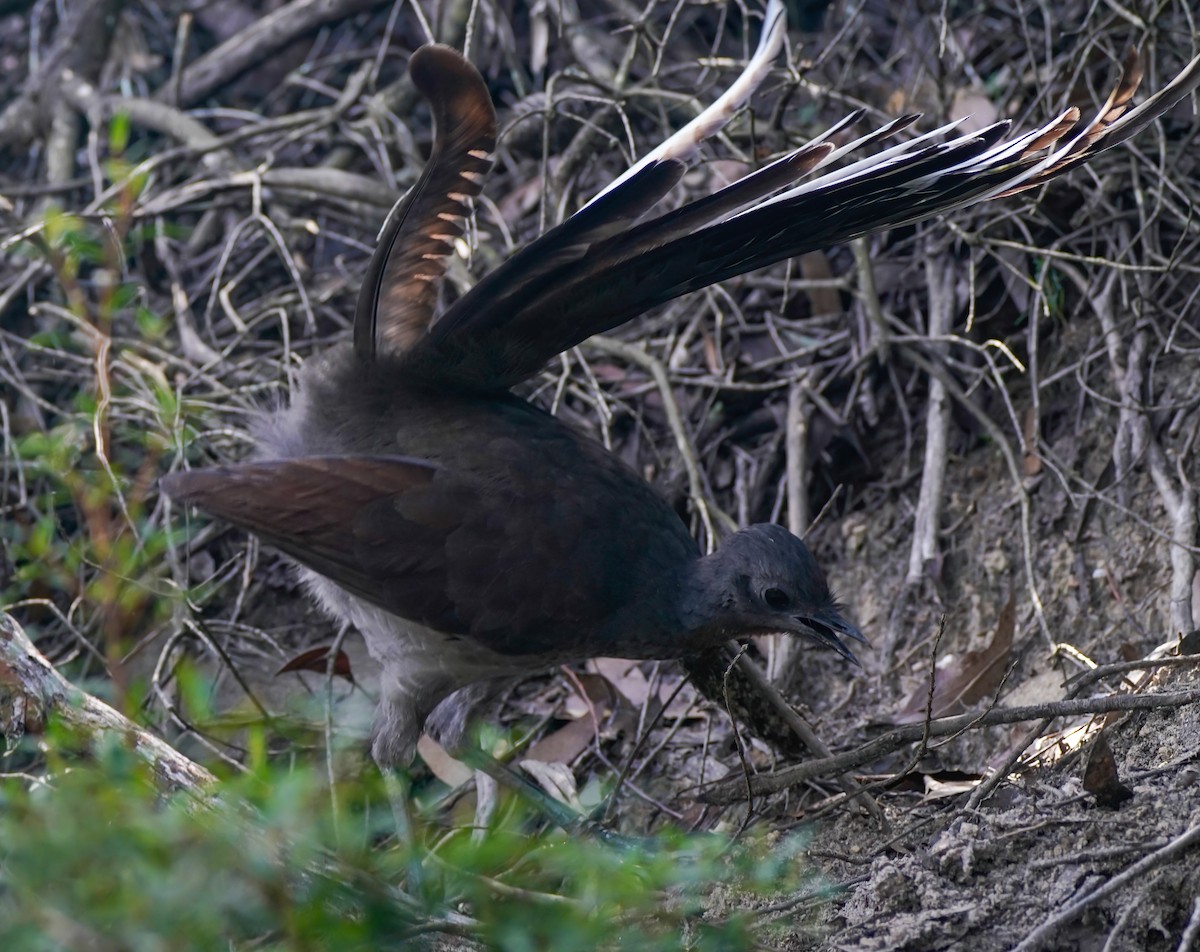 Superb Lyrebird - ML642004011