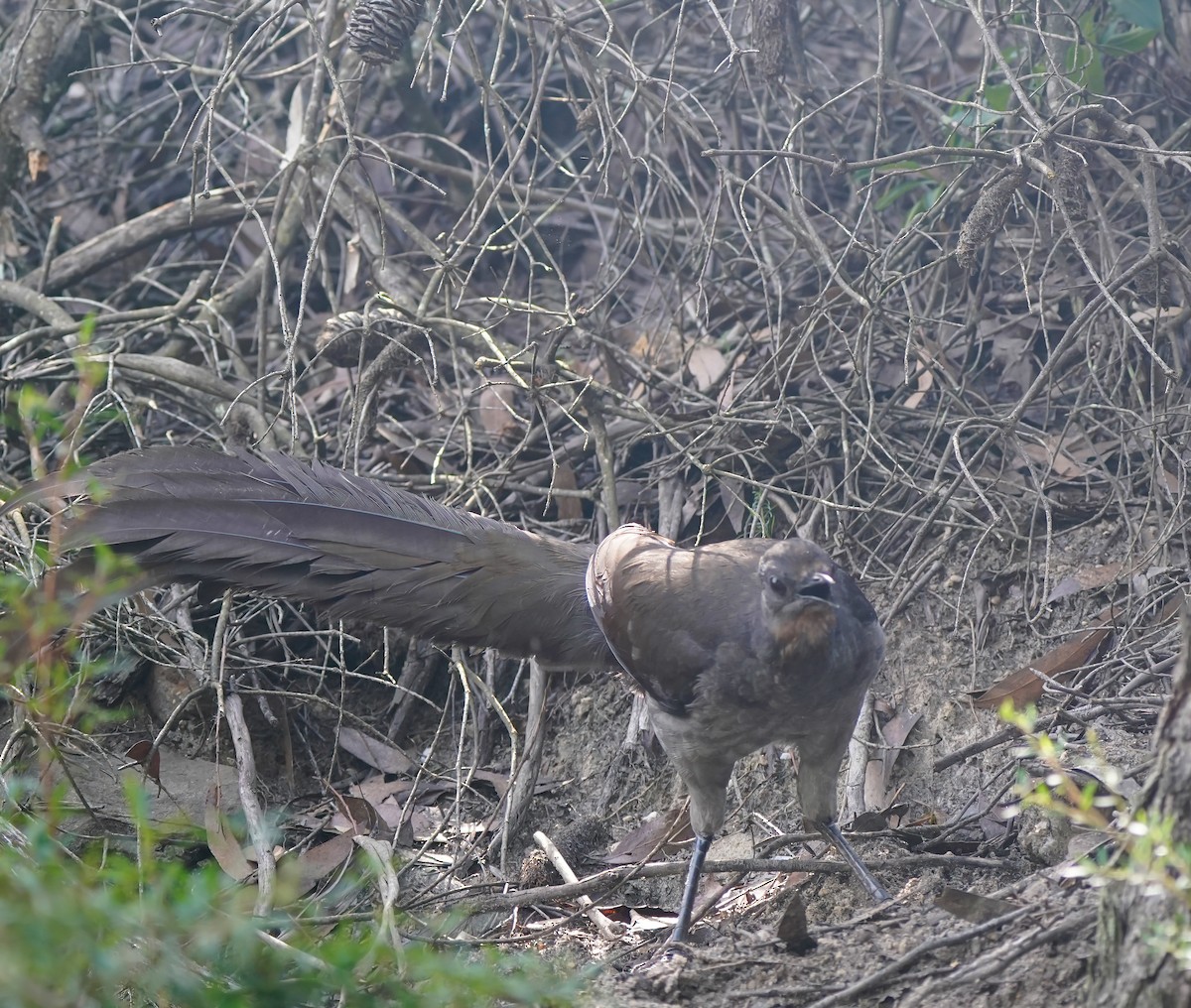 Superb Lyrebird - ML642004012
