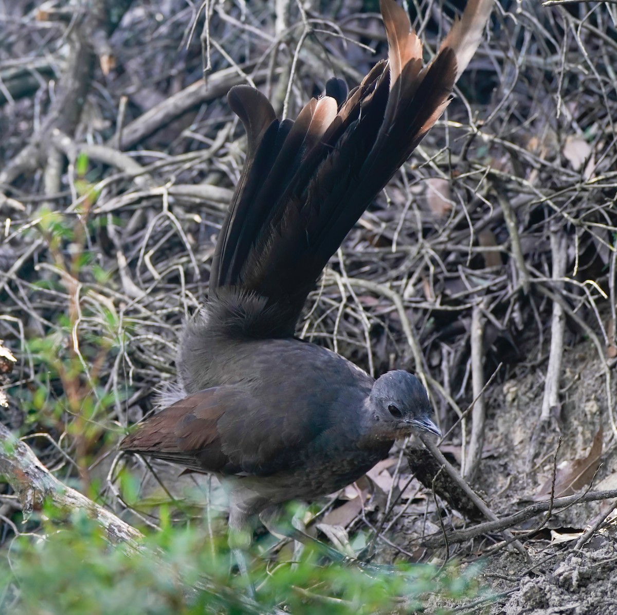 Superb Lyrebird - ML642004013