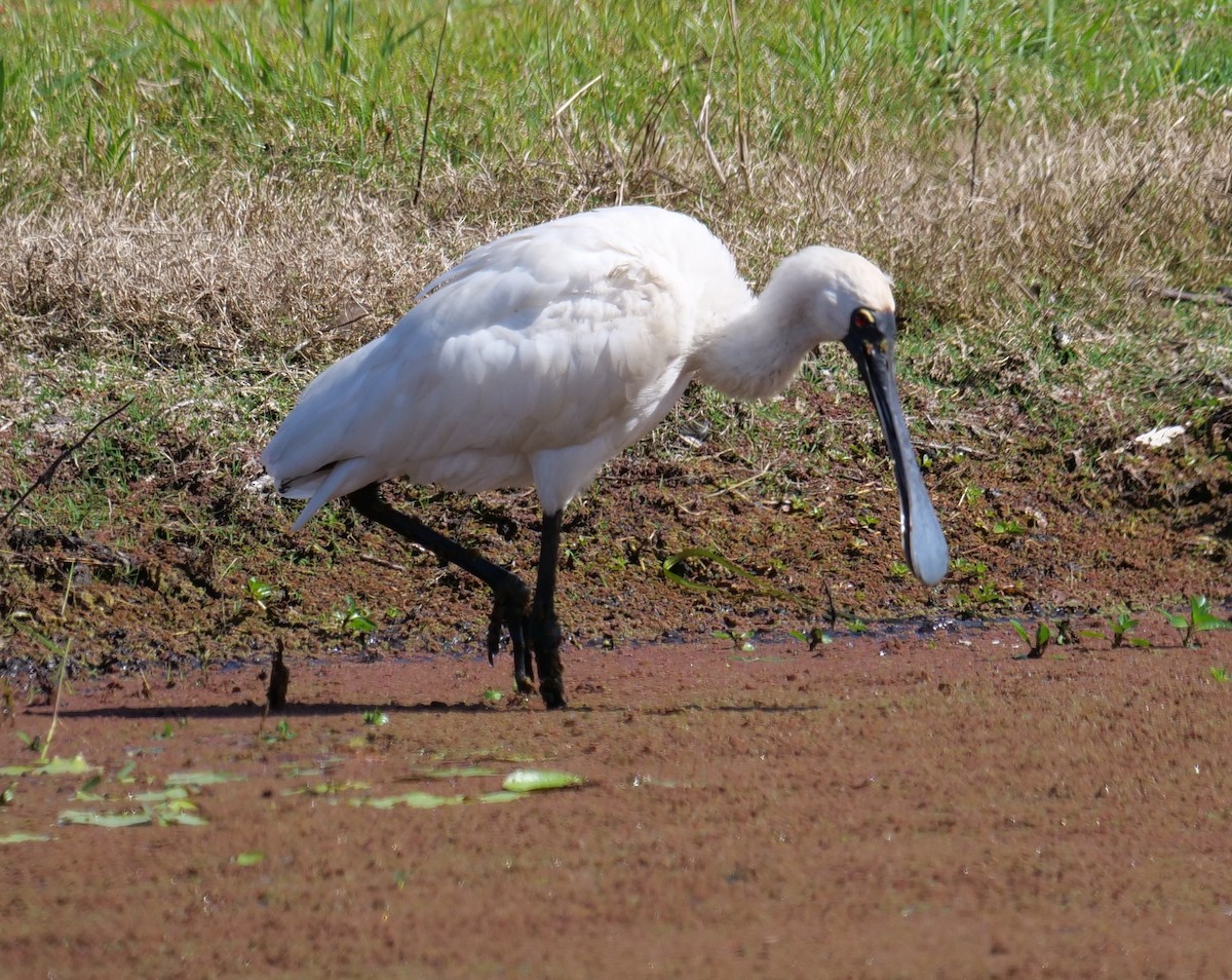 kongeskjestork - ML642004019