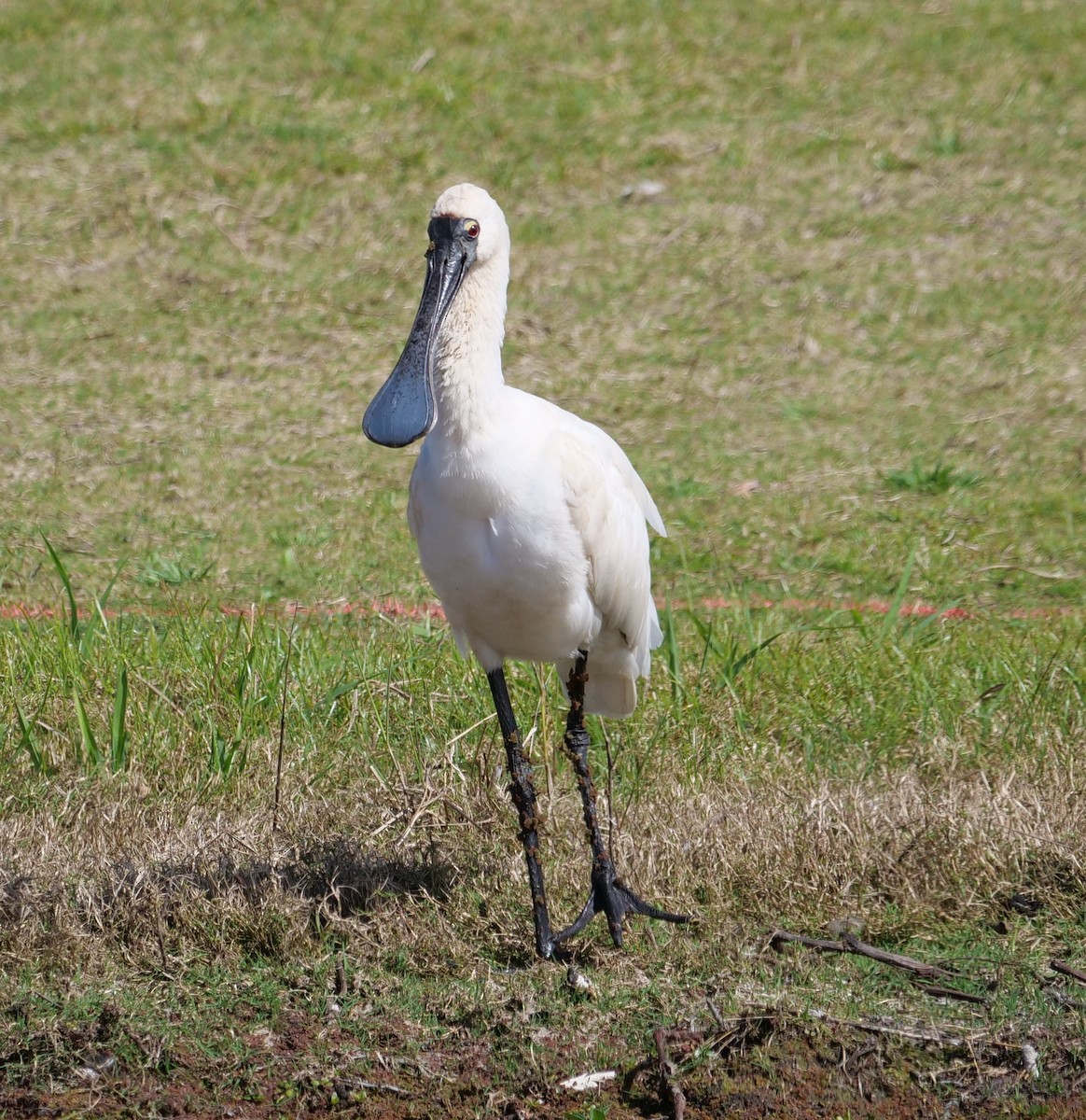 kongeskjestork - ML642004020