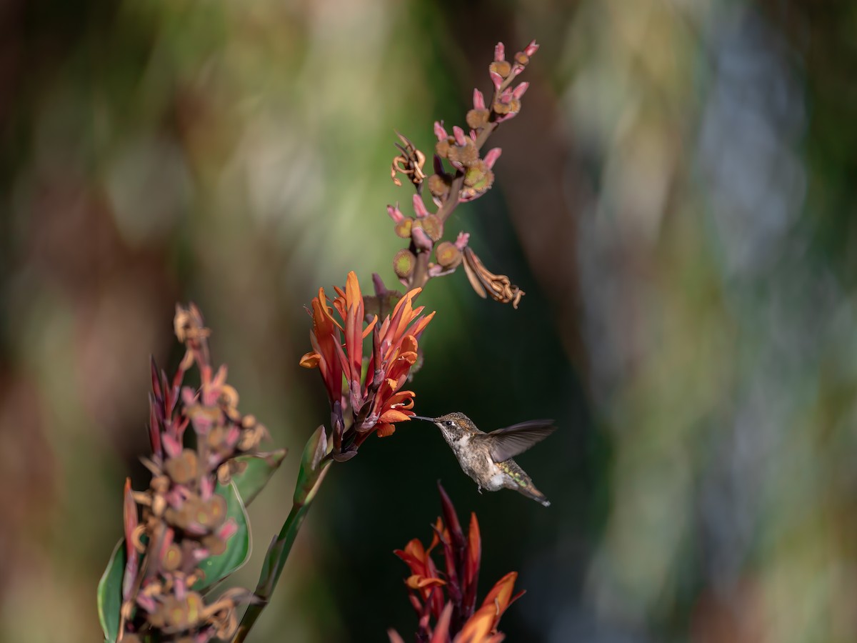 rubinstrupekolibri - ML642004022