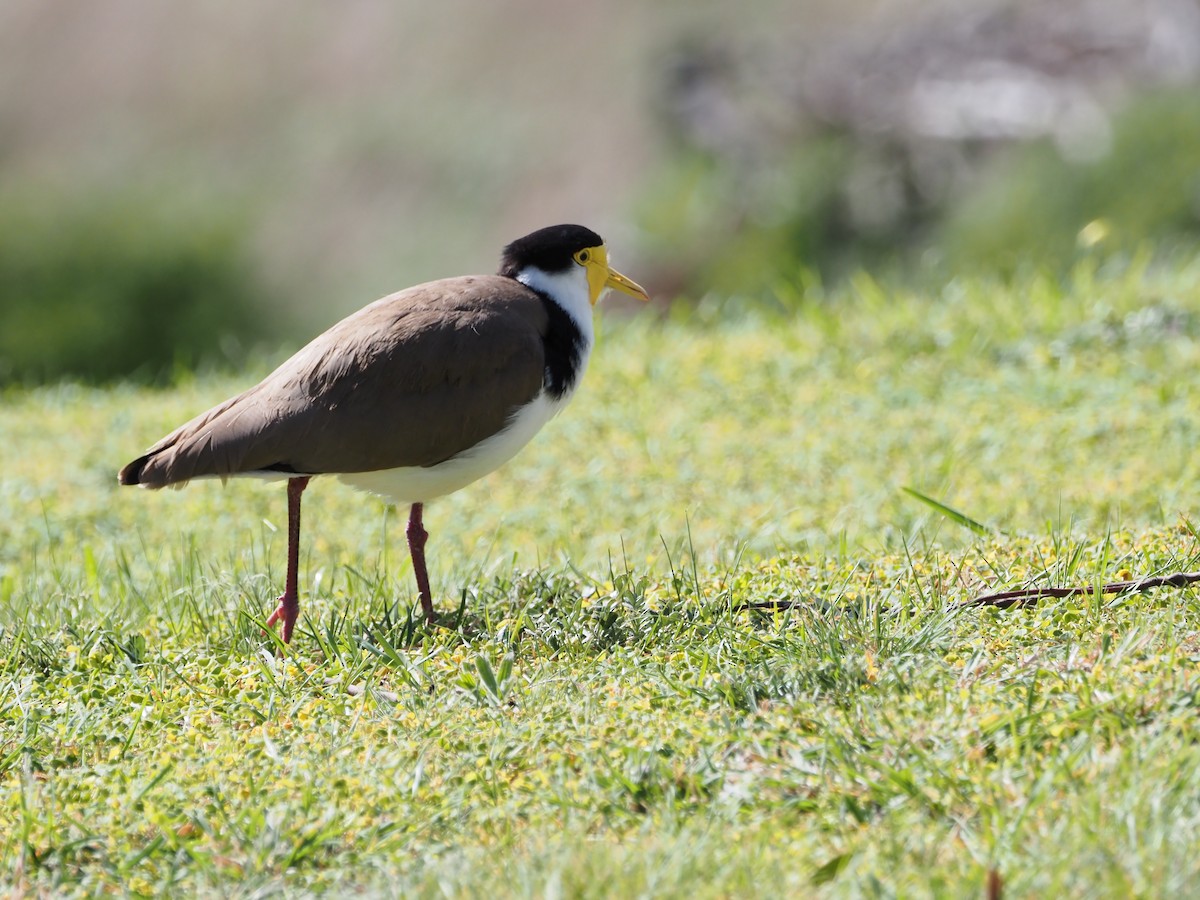 Masked Lapwing - ML642004052