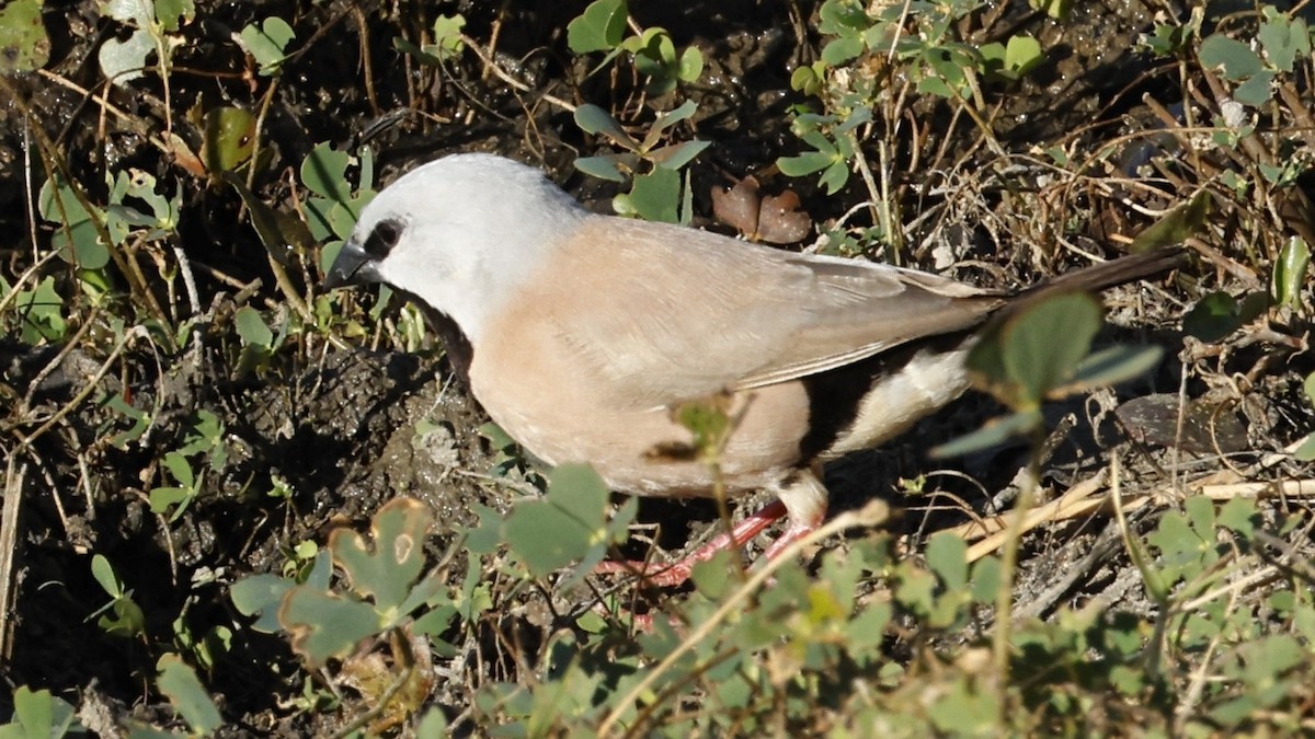 Black-throated Finch - ML642004062