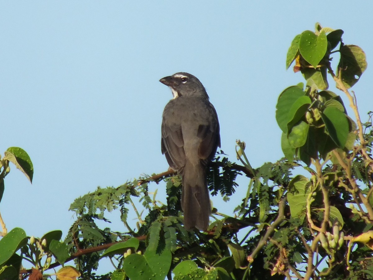 Olive-gray Saltator - ML642004063