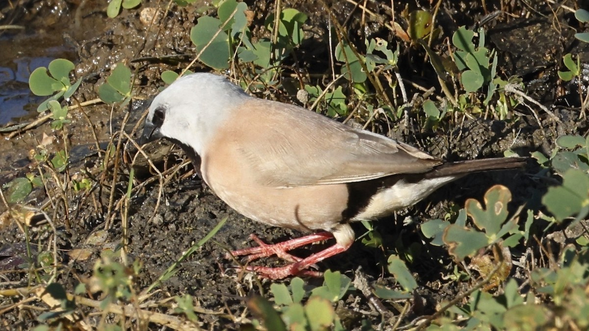 Black-throated Finch - ML642004064