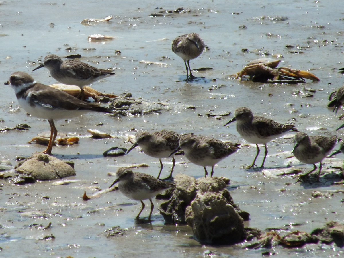 pygmésnipe - ML642004073