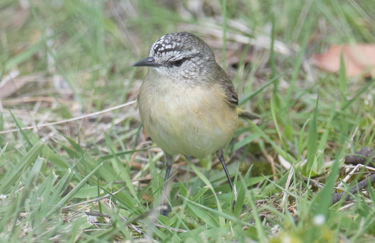 gulgumptornsmett - ML642004074