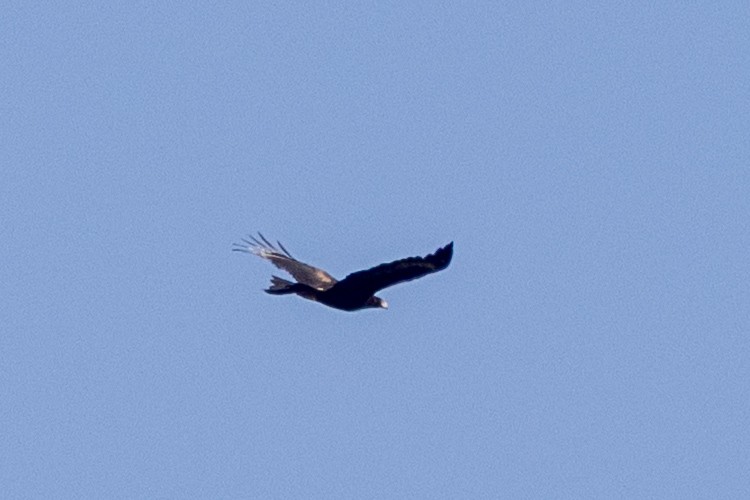 kilehaleørn - ML642004075