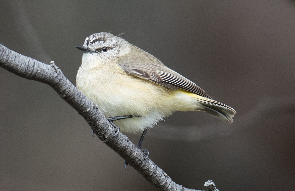 gulgumptornsmett - ML642004080