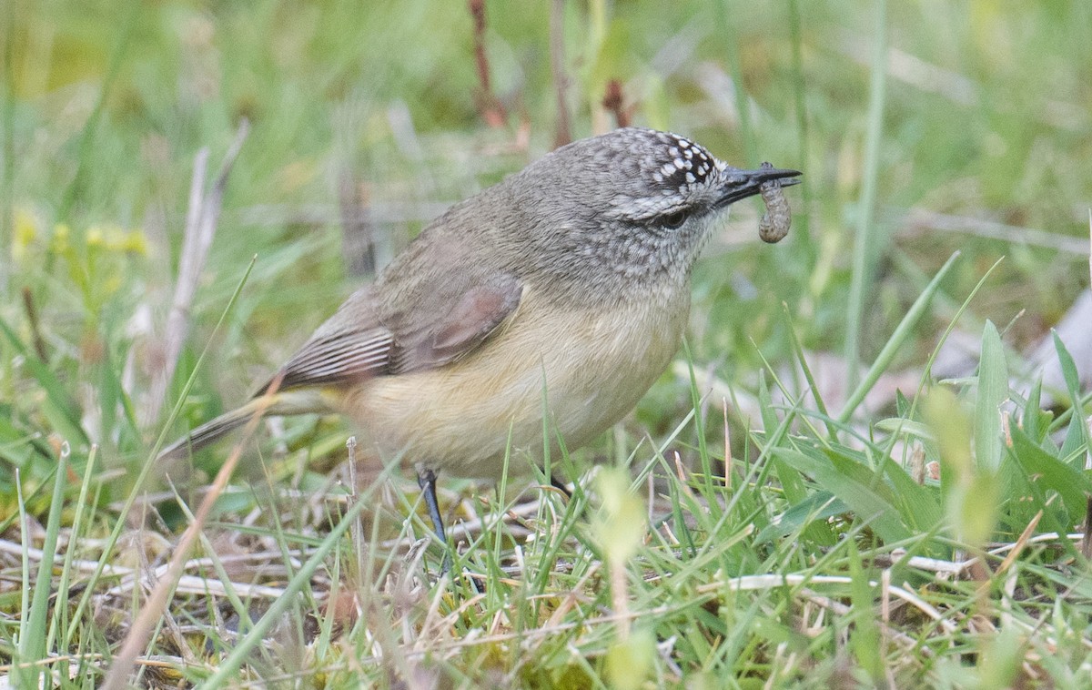 gulgumptornsmett - ML642004083