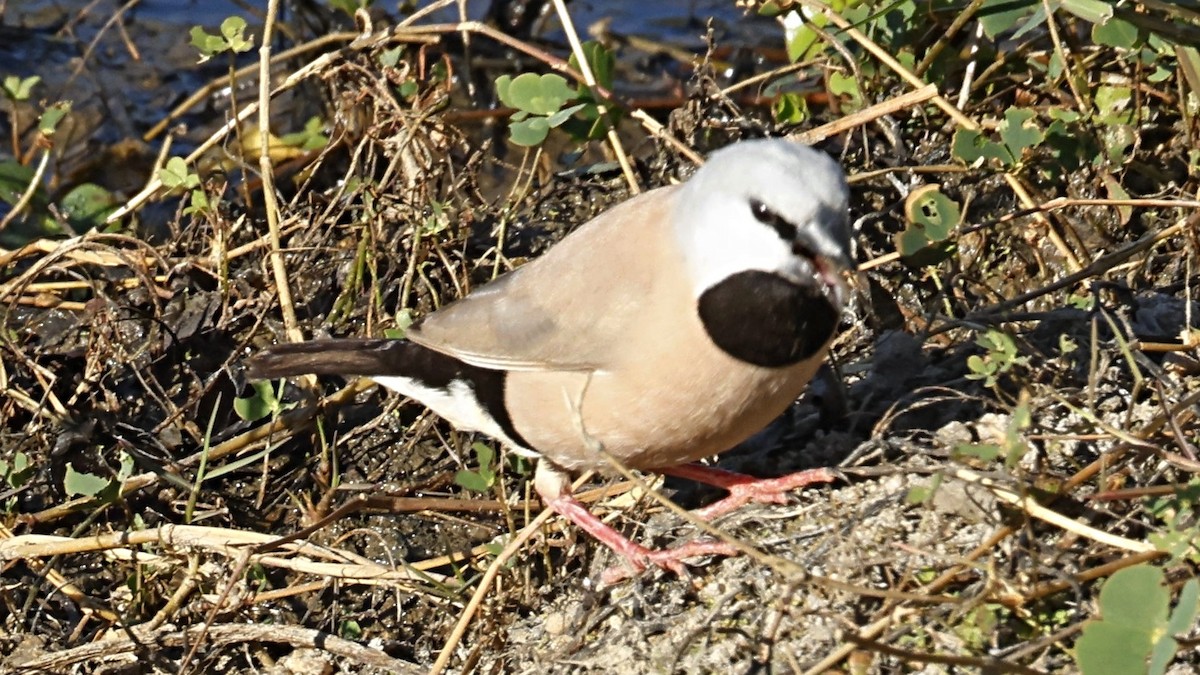 belteastrild - ML642004084