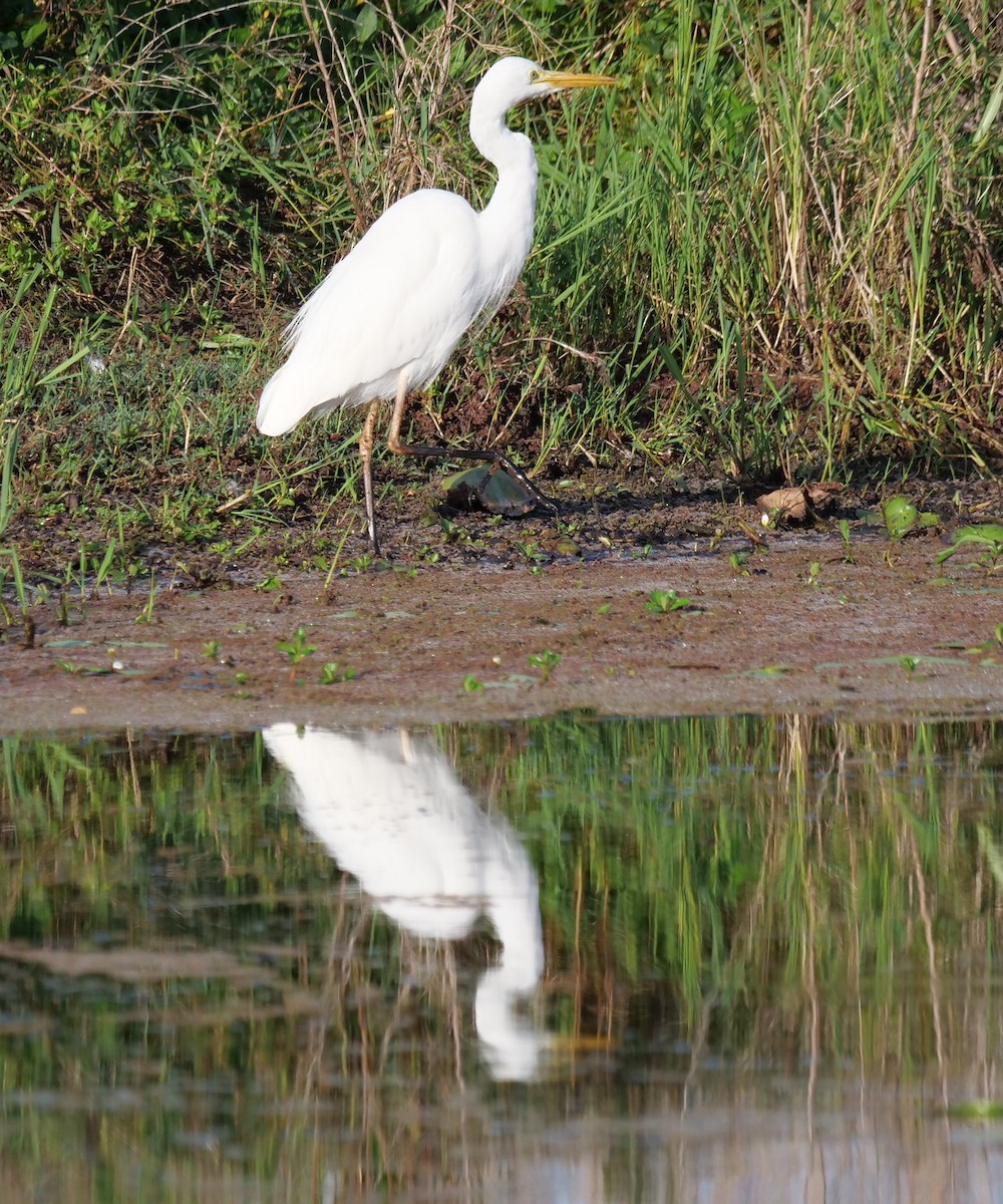 Plumed Egret - ML642004124