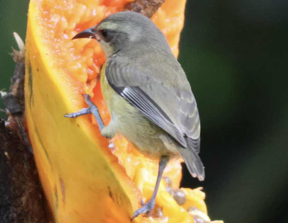 Bananaquit - ML642004156
