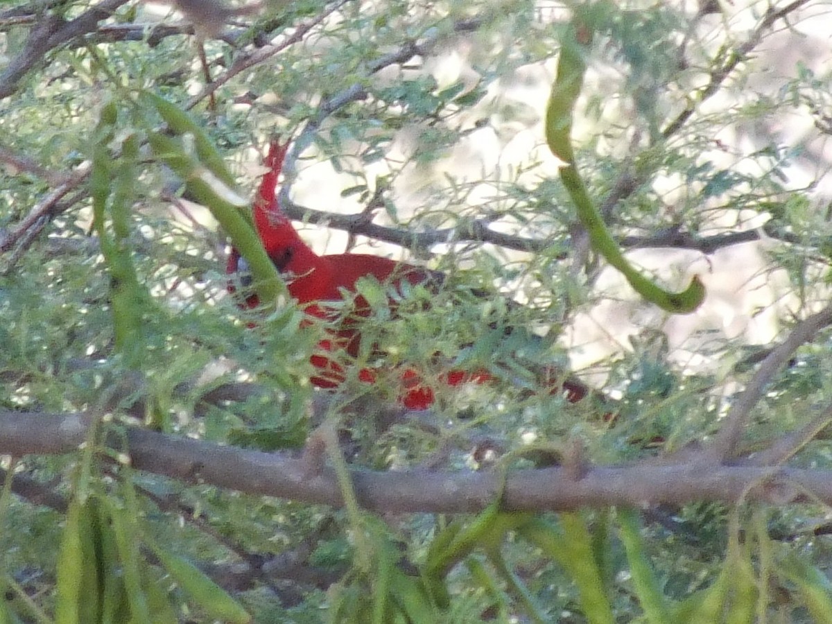 Vermilion Cardinal - ML642004157