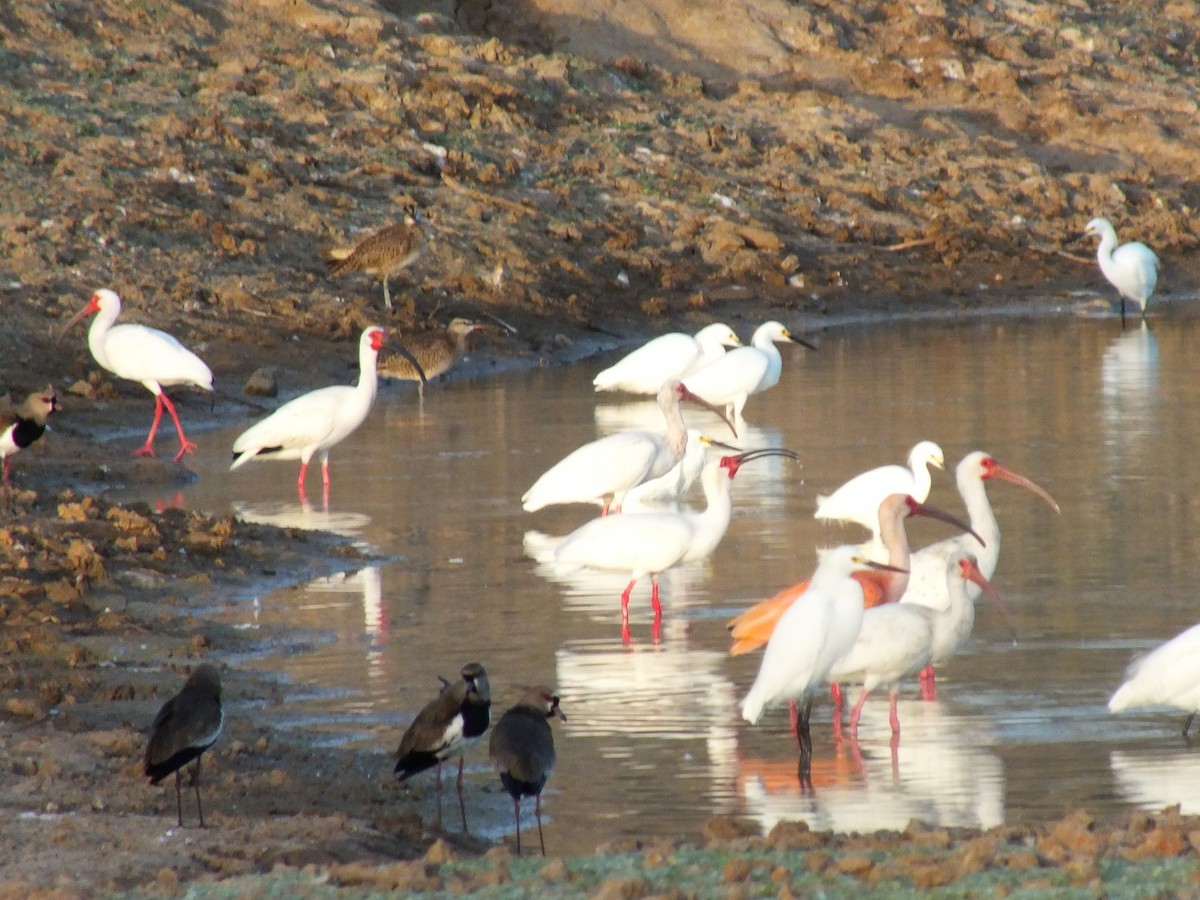 White Ibis - ML642004163