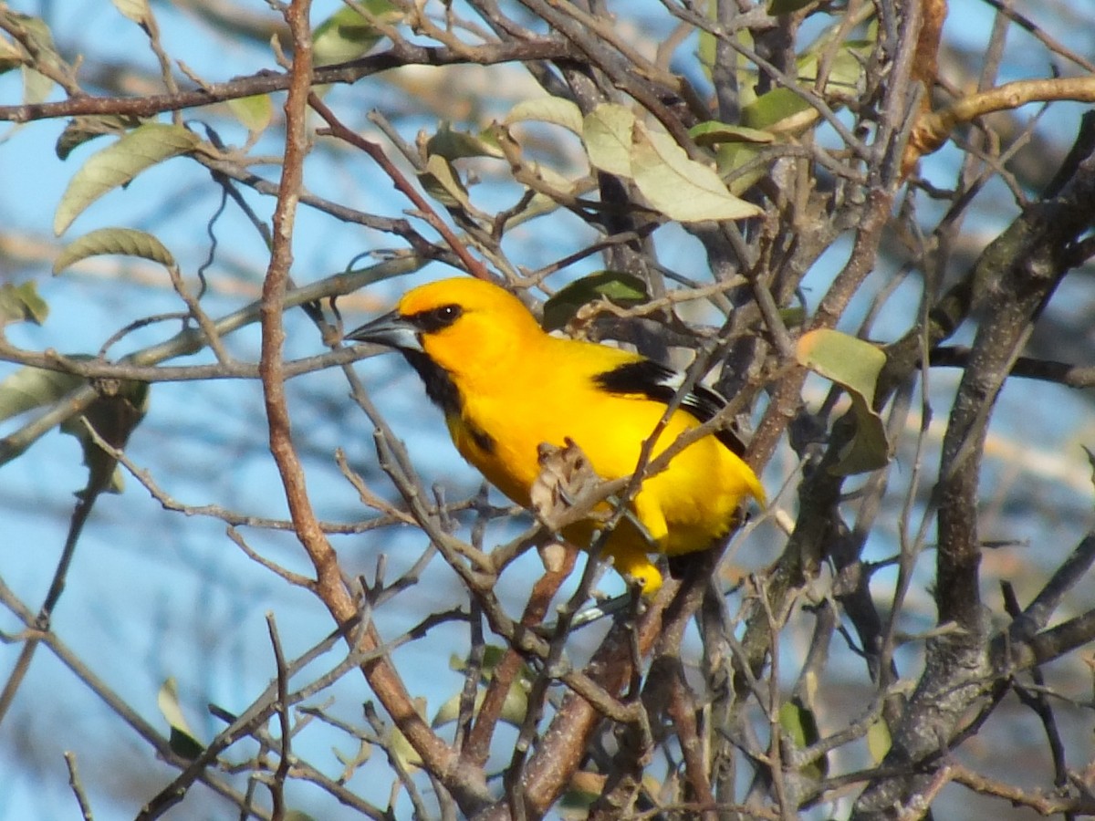 Yellow Oriole - ML642004166